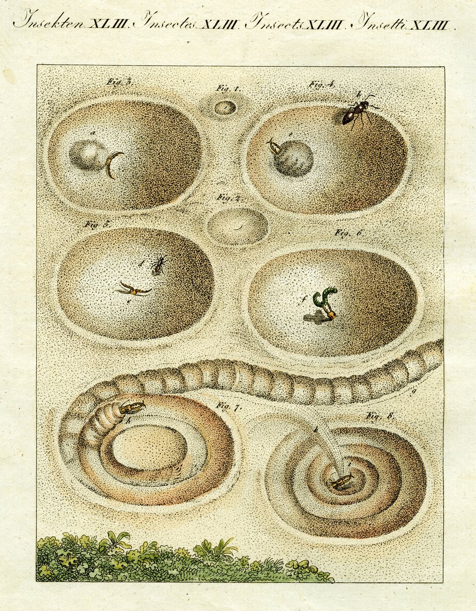 Illustration eines Ameisenlöwen, der seine Beute fängt, 1790 von Jacob Xavier Schmuzer