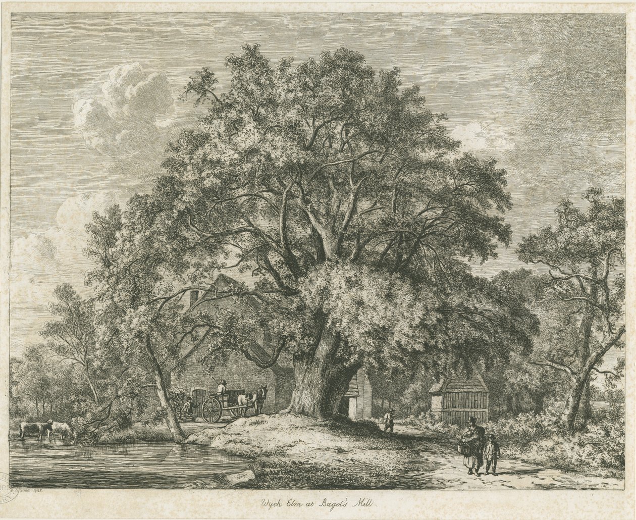 Blithfield - Wych Ulme von Jacob George Strutt
