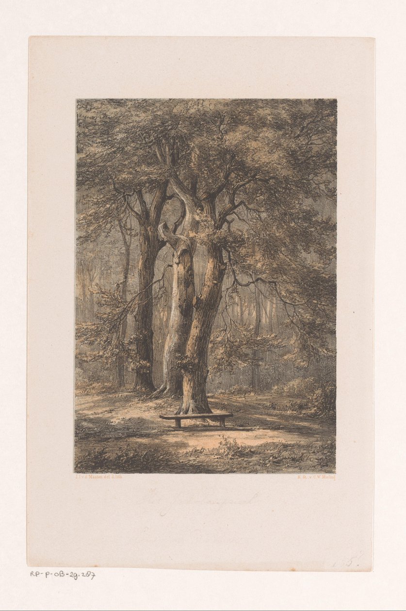 Jacoba-Laube von Jacob Jan van der Maaten