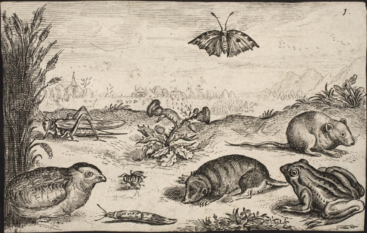 Kleine Tiere und Insekten: Heuschrecke, Schmetterling, Feldmaus, Rebhuhn, Biene, Schnecke, Maulwurf und Frosch von Jacob Matham