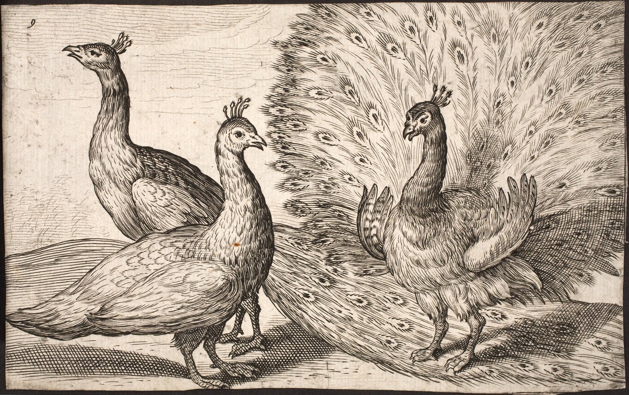 Drei Pfauen von Jacob Matham