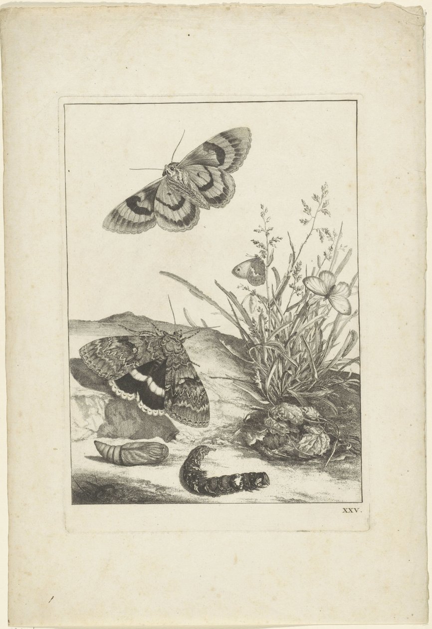 Schmetterlinge, Raupe und Kokon von Jacob l