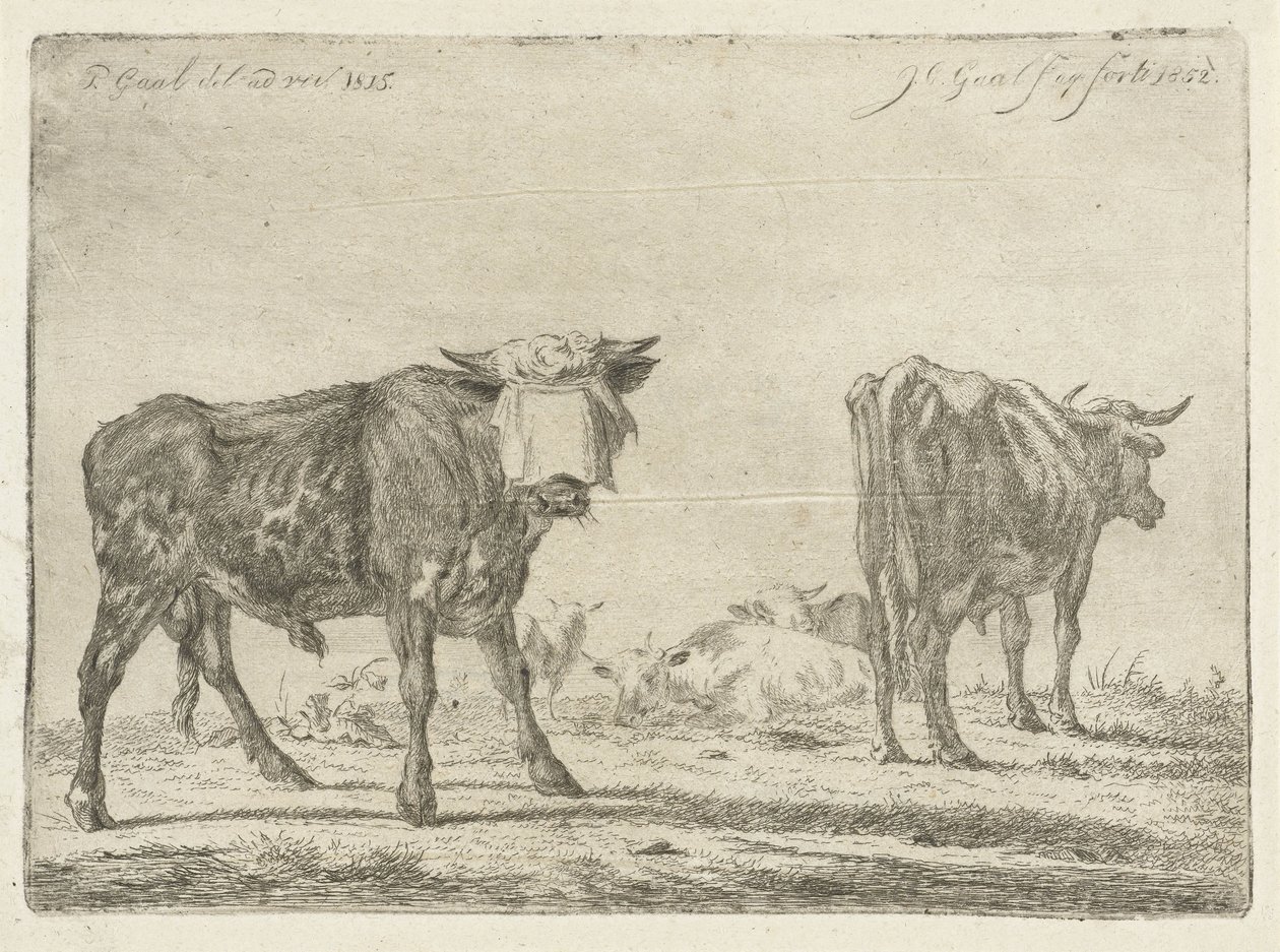 Geknebelter Stier bei einer Rinderherde von Jacobus Cornelis Gaal