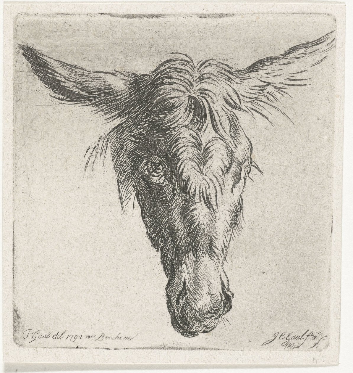 Kopf eines Esels von Jacobus Cornelis Gaal