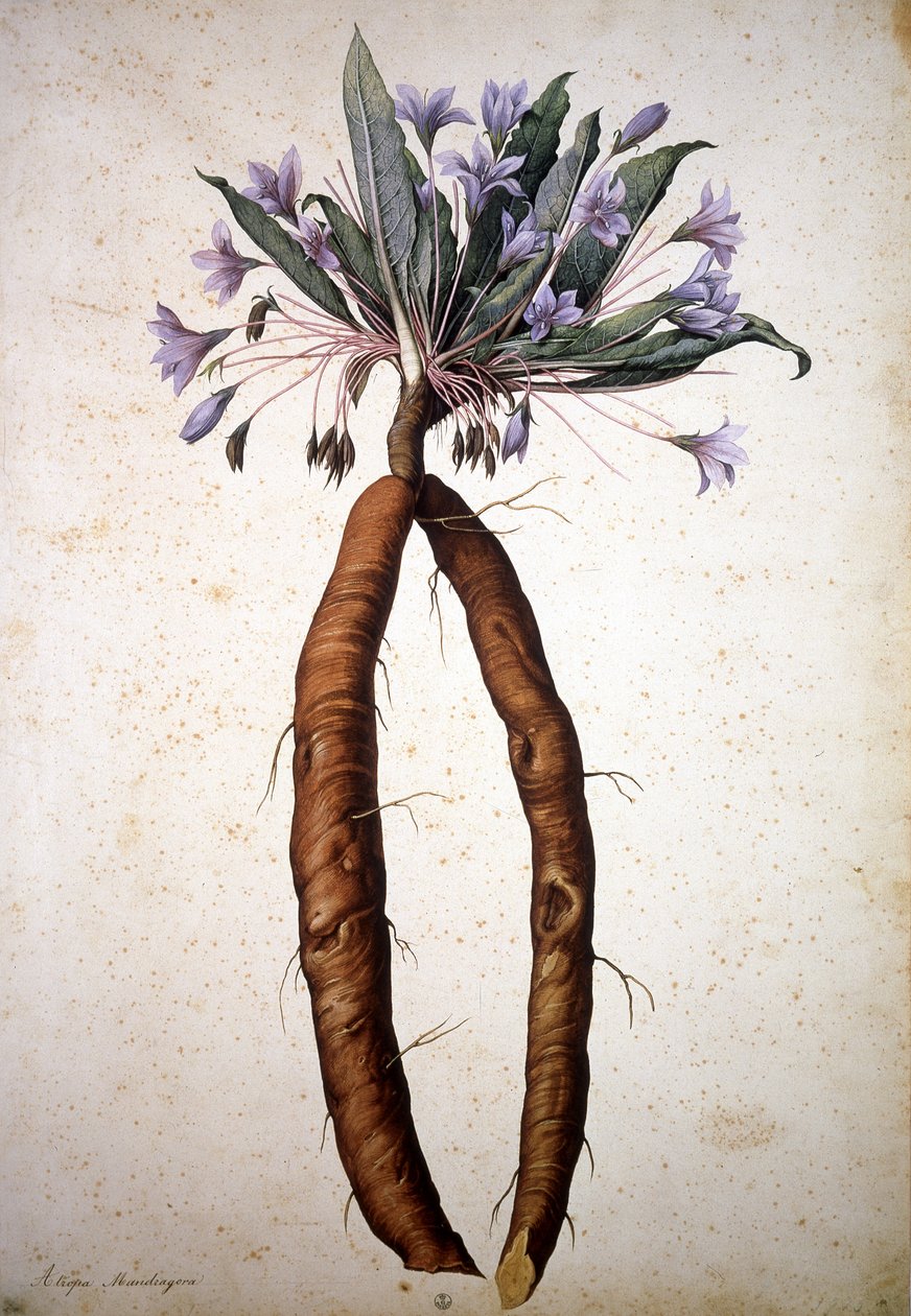 Unbekanntes Bild von Jacopo Ligozzi