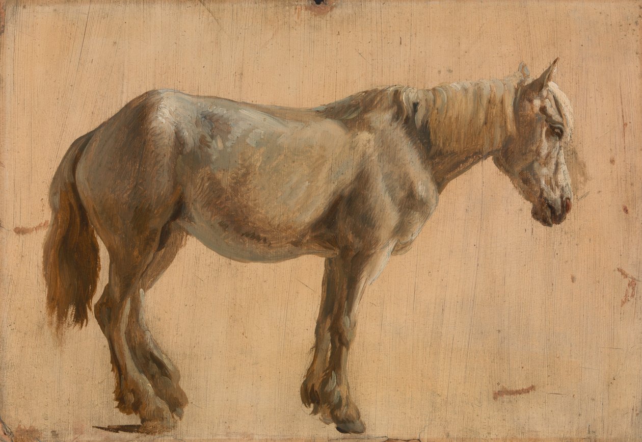 Studie eines grauen Pferdes von Jacques Laurent Agasse