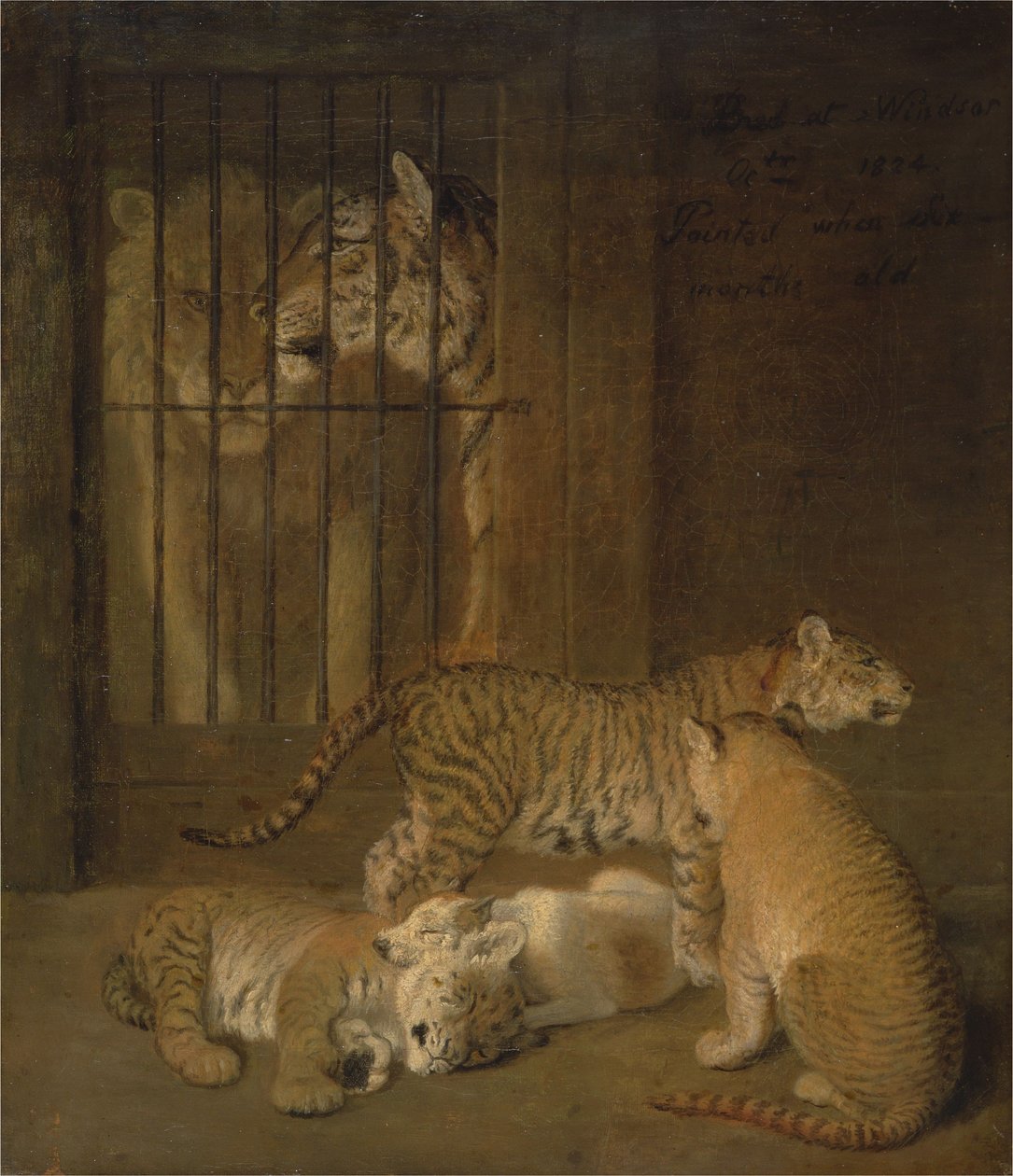 Gruppe von Welpen, gezüchtet zwischen einem Löwen und einer Tigerin von Jacques-Laurent Agasse