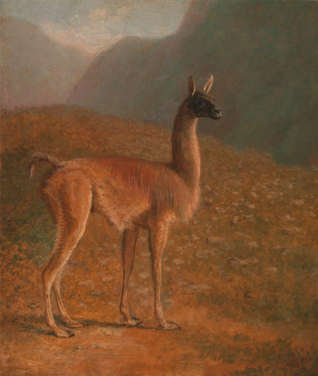 Guanako von Jacques-Laurent Agasse