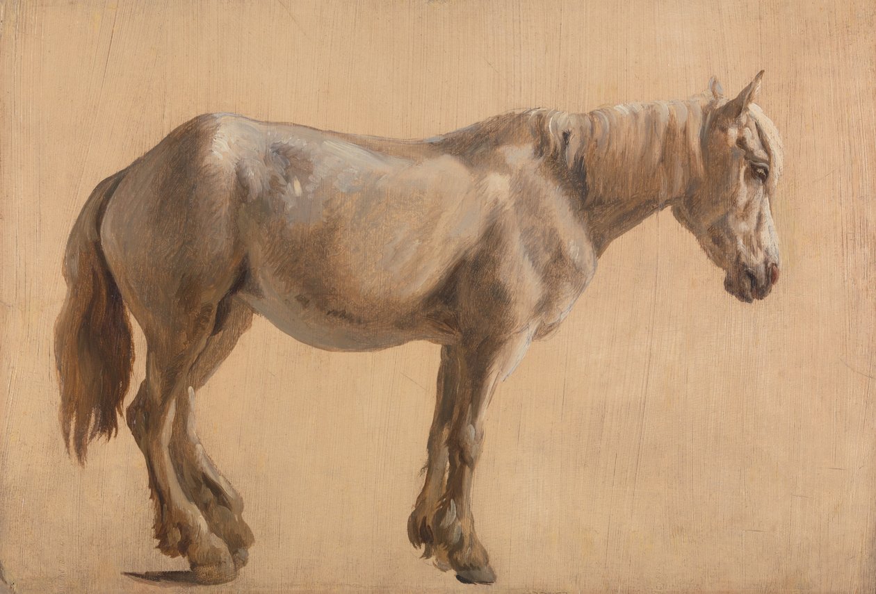 Studie eines grauen Pferdes von Jacques-Laurent Agasse