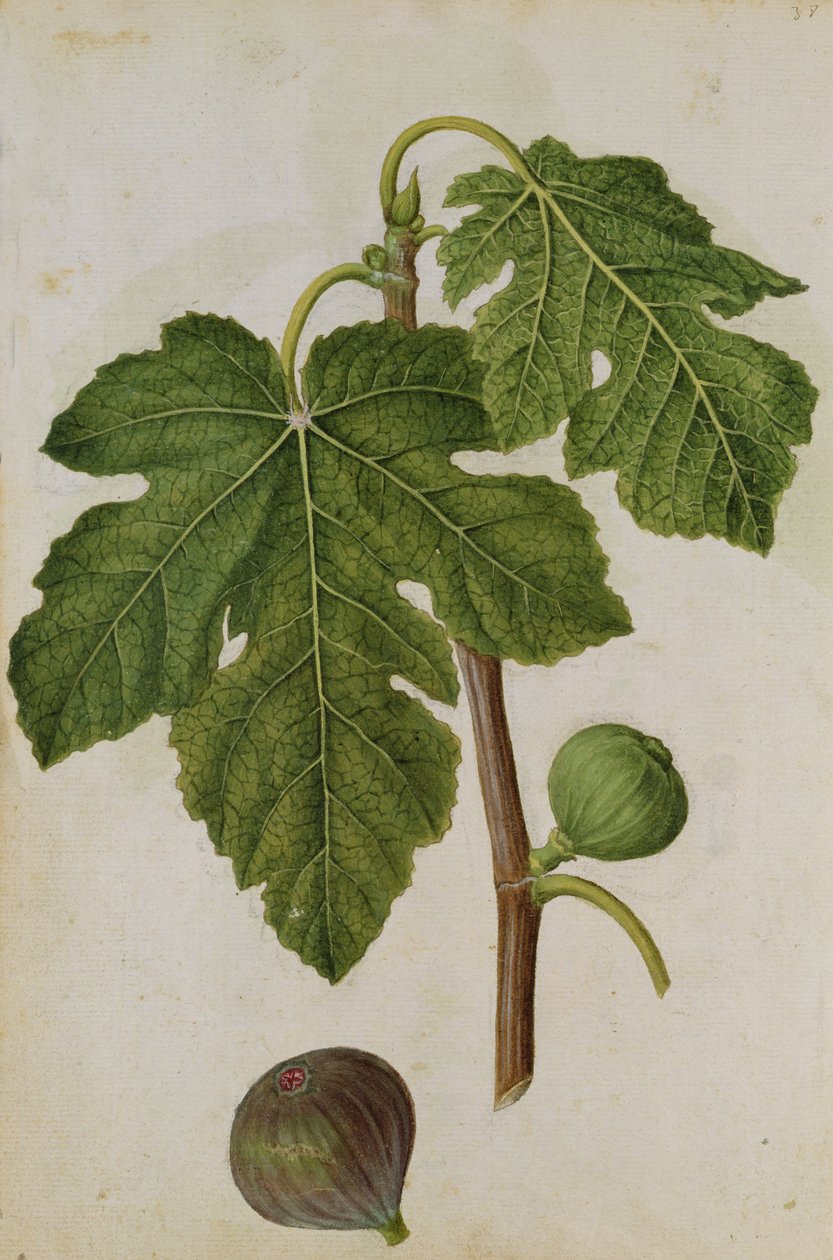 Feige: Ficus, um 1568, von J.le Moyne de Morgues (um 1530-88) von Jacques (1533-88) Le Moyne
