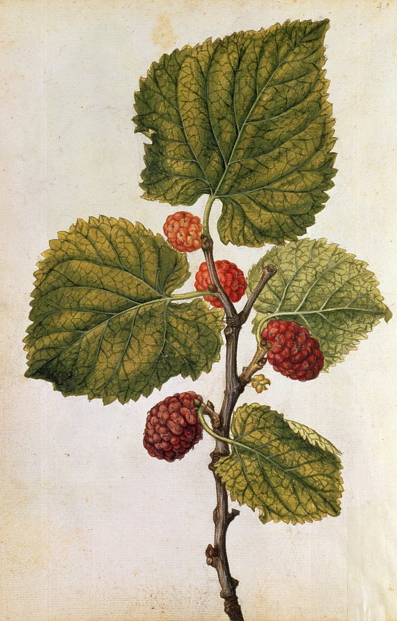 Maulbeere: Morus Nigra, um 1568 von Jacques (1533-88) Le Moyne