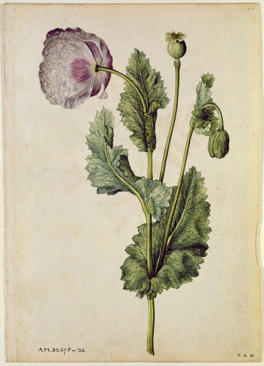 Mohn: Opium (Papaver somniferum), um 1568, von J.le Moyne de Morgues (um 1530-88) von Jacques (1533-88) Le Moyne