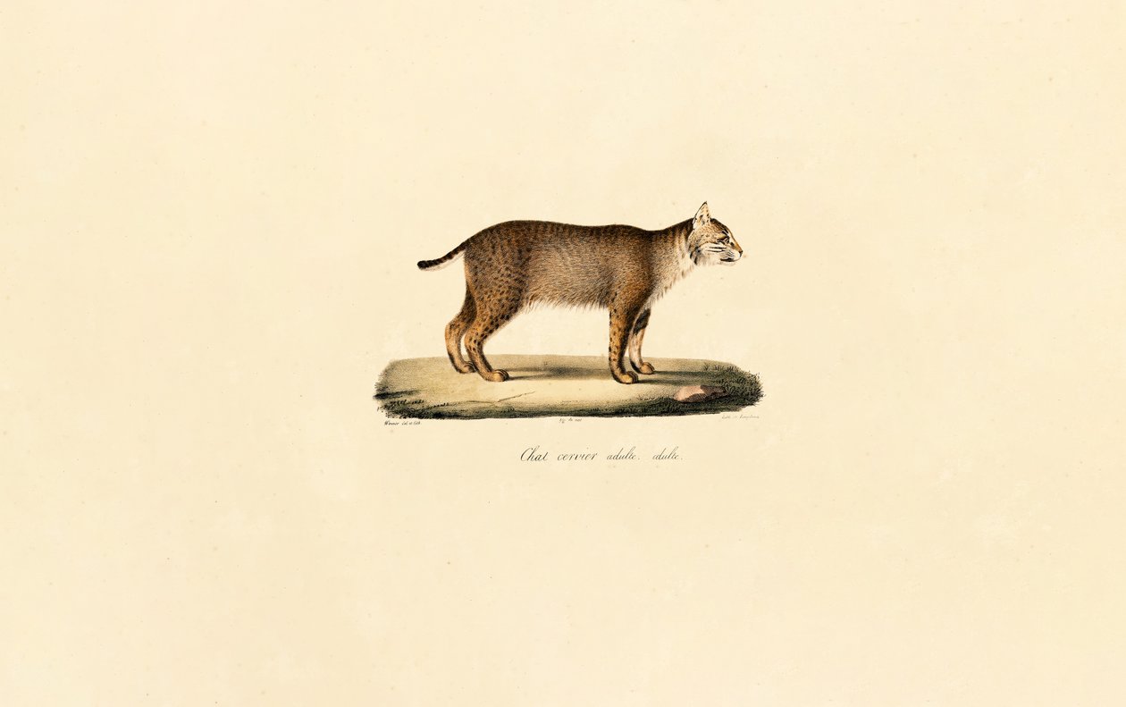 Erwachsener Rotluchs von Jacques Christophe Werner