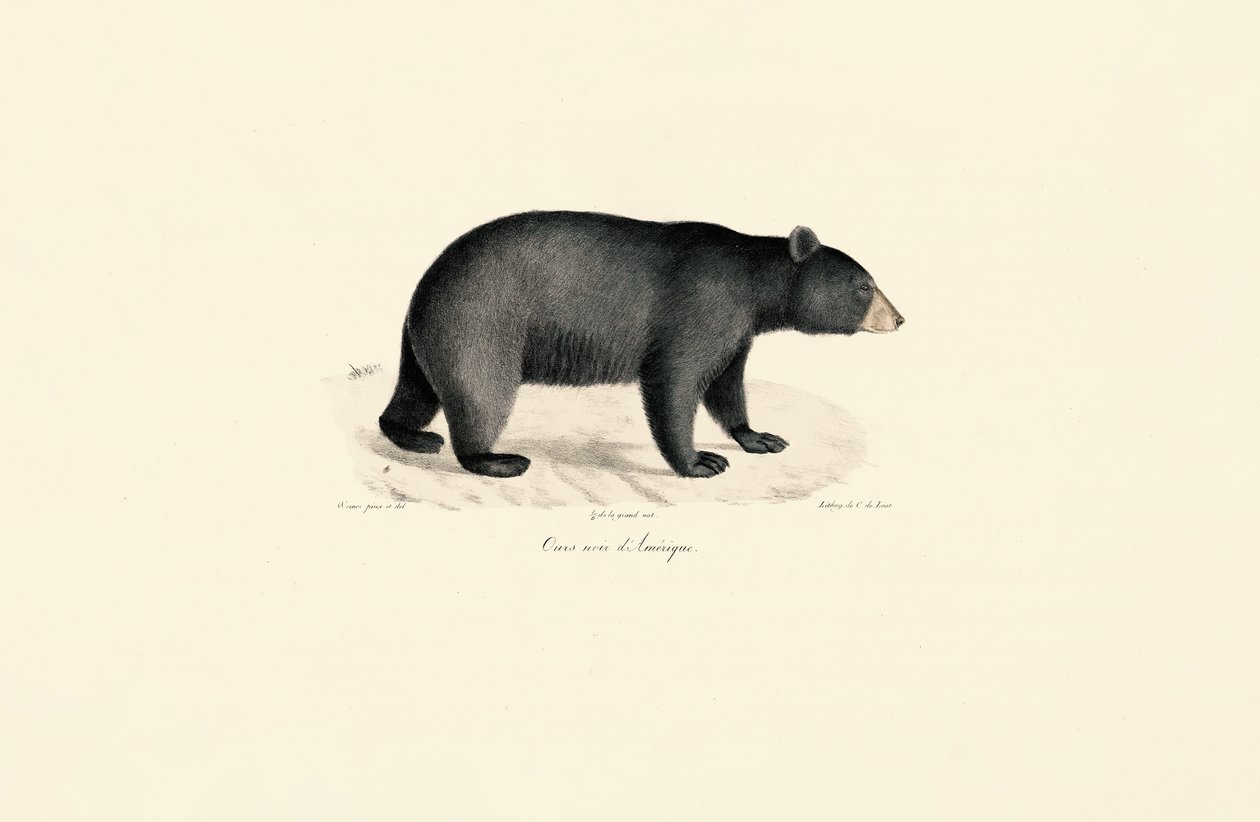 Amerikanischer Schwarzbär von Jacques Christophe Werner
