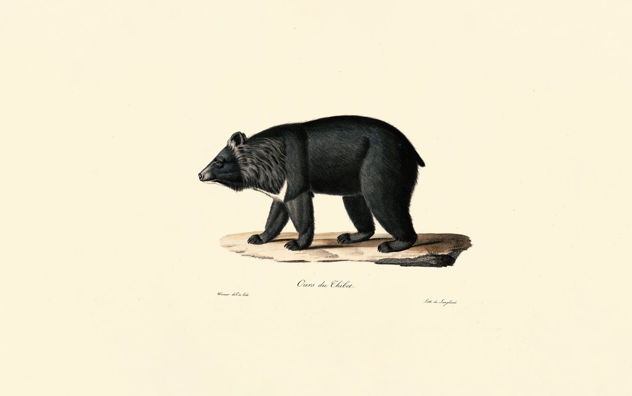 Asiatischer Schwarzbär von Jacques Christophe Werner