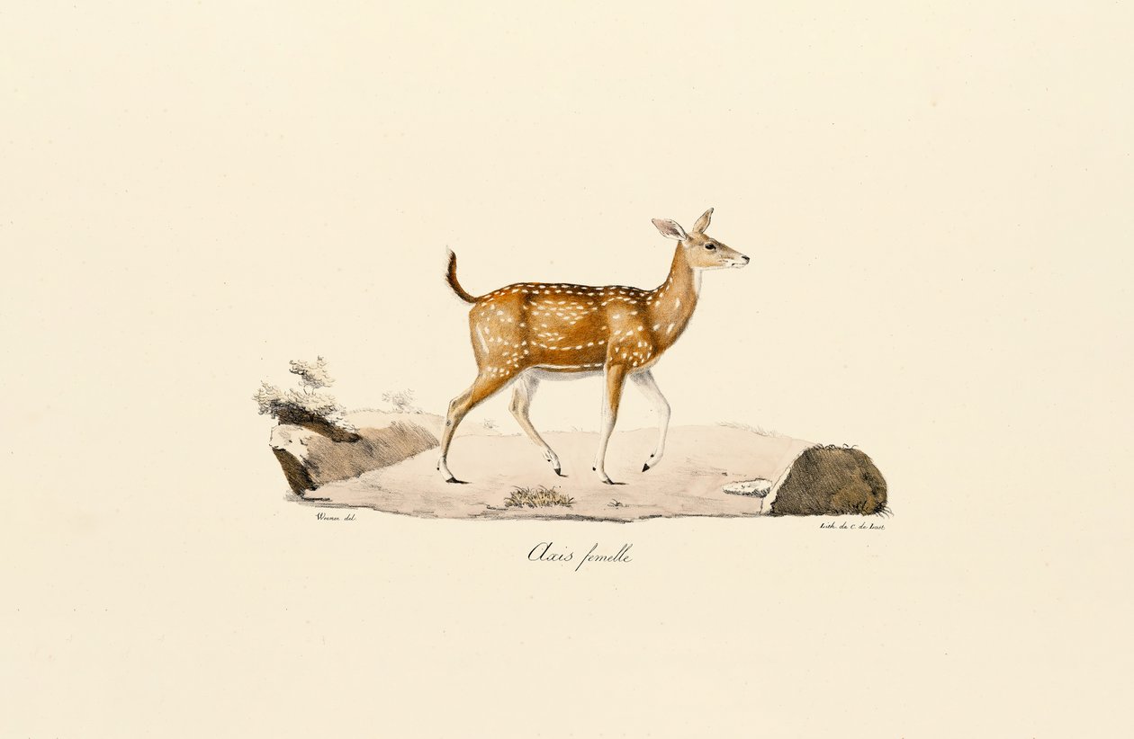 Axishirsch Weibchen von Jacques Christophe Werner