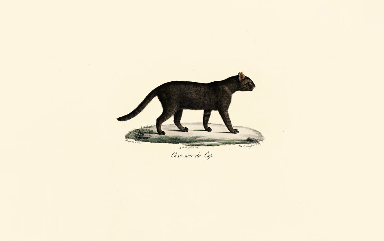 Schwarzfußkatze von Jacques Christophe Werner