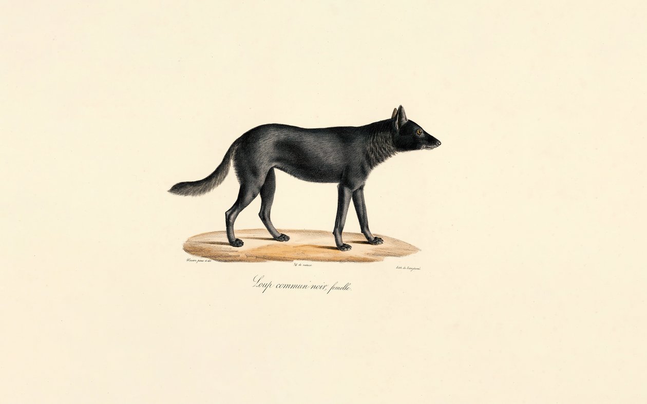 Schwarzer Wolf Weiblich von Jacques Christophe Werner