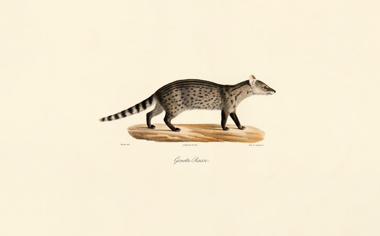 Ginsterkatze von Jacques Christophe Werner