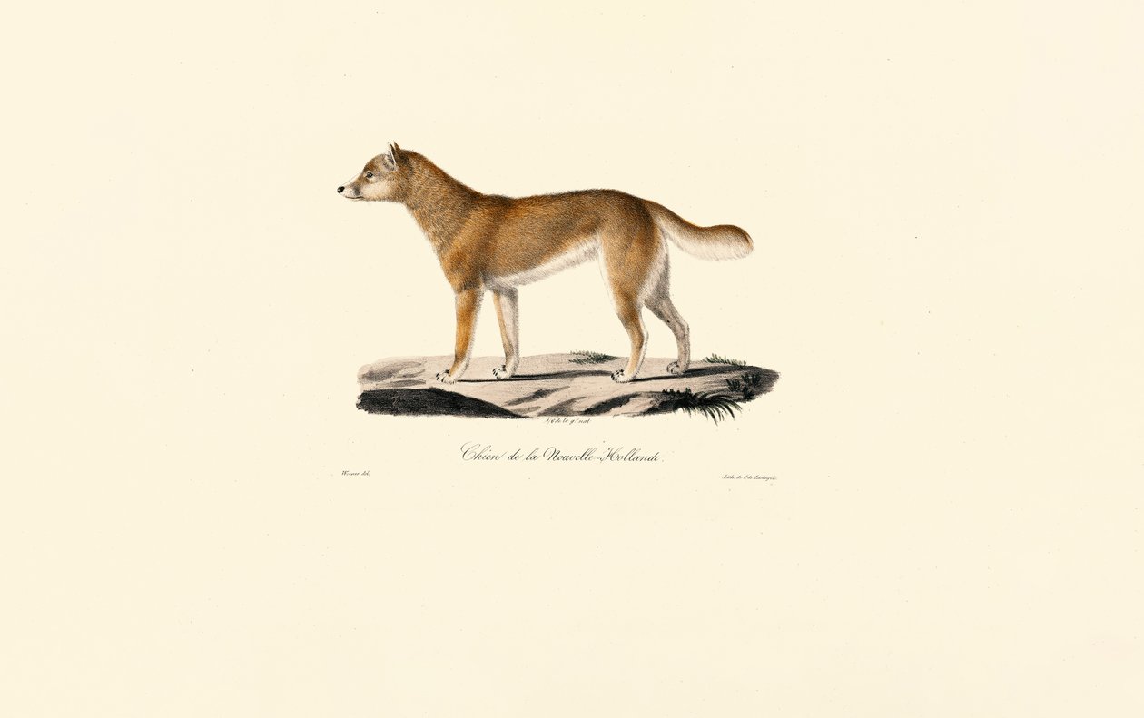 Dingo von Jacques Christophe Werner