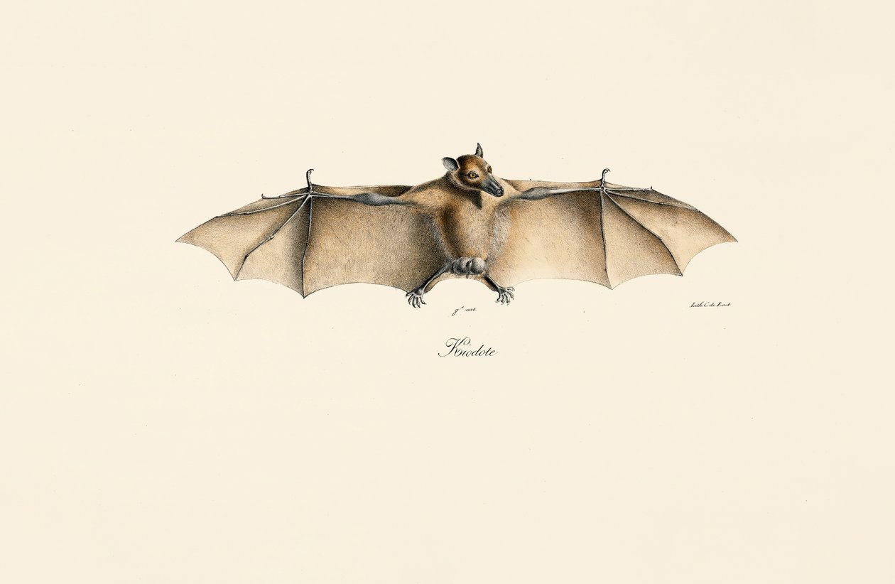 Ägyptische Flughund von Jacques Christophe Werner
