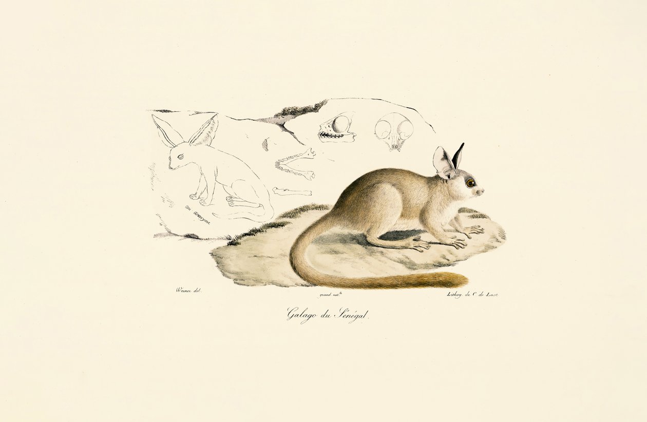 Fennek-Fuchs von Jacques Christophe Werner