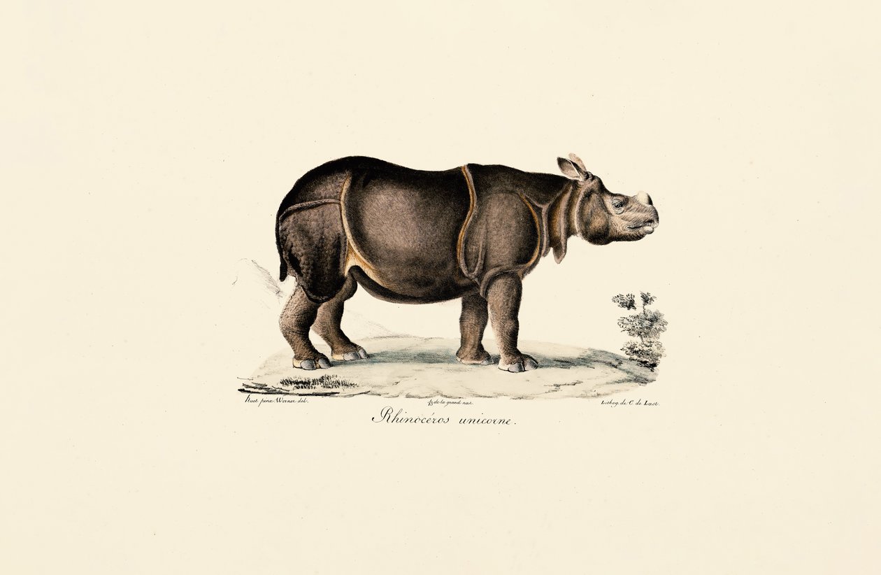 Indisches Nashorn von Jacques Christophe Werner