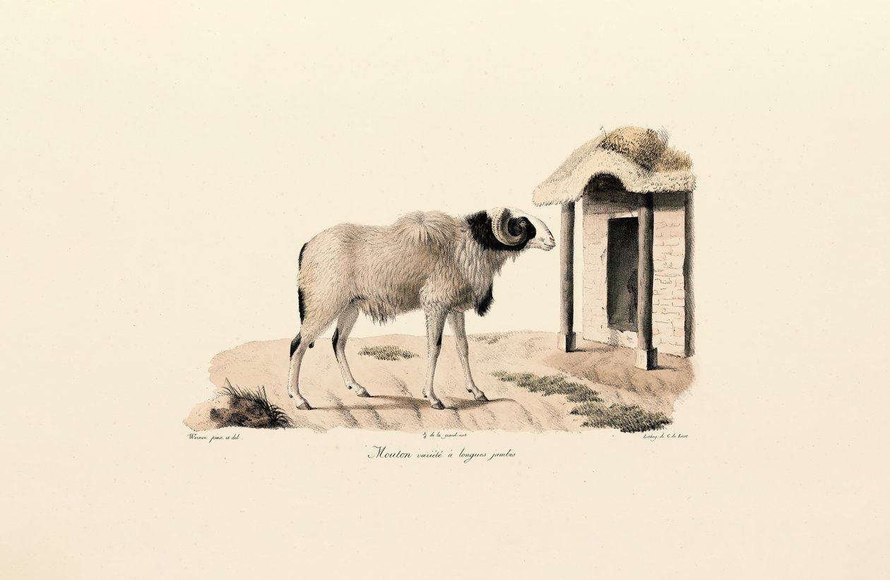 Langbeiniger Berberschaf von Jacques Christophe Werner