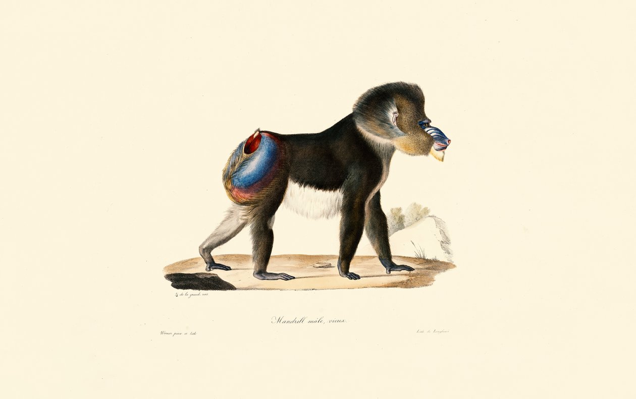 Mandrill von Jacques Christophe Werner