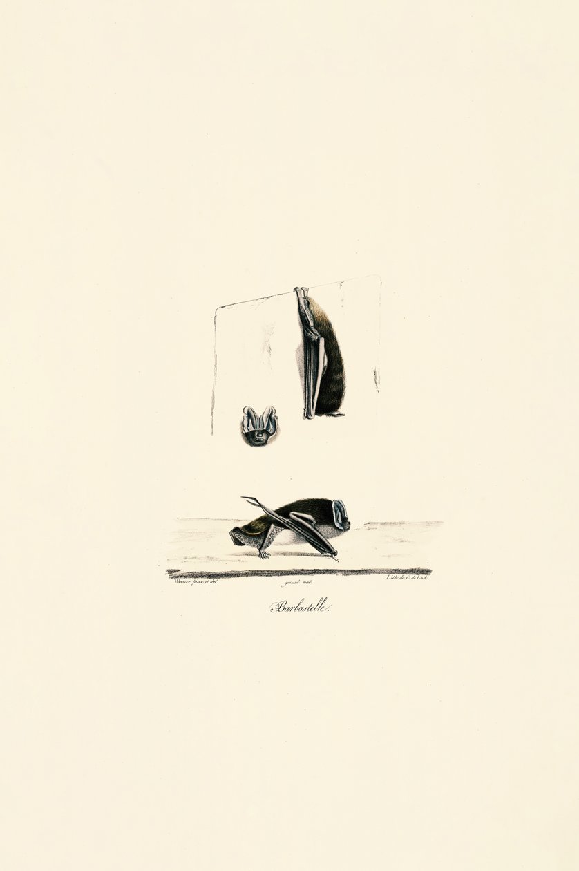 Mexikanische Geisterfledermaus von Jacques Christophe Werner
