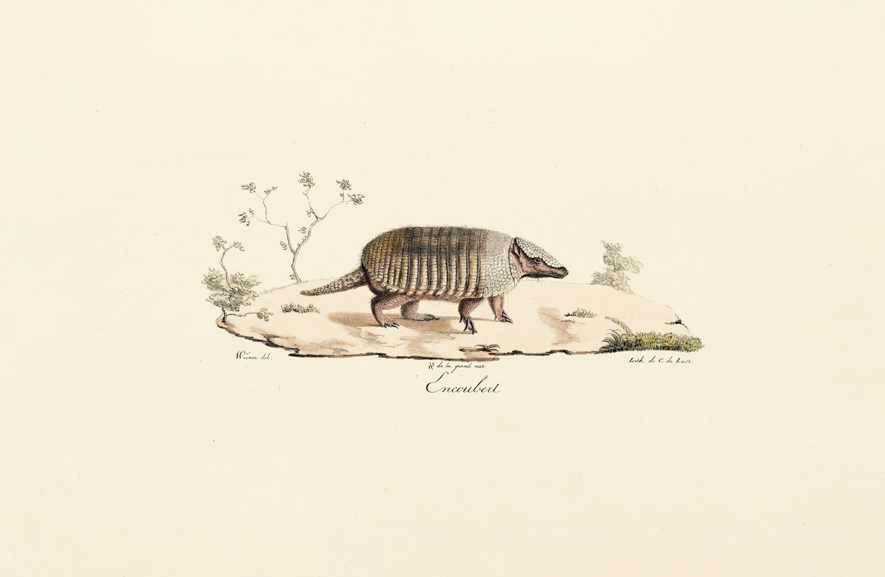 Neunbinden-Gürteltier von Jacques Christophe Werner