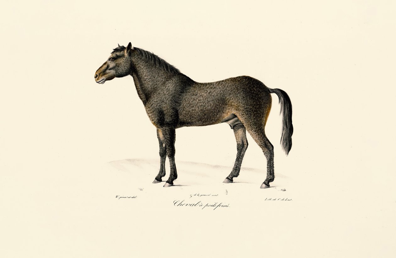 Przewalski-Pferd von Jacques Christophe Werner