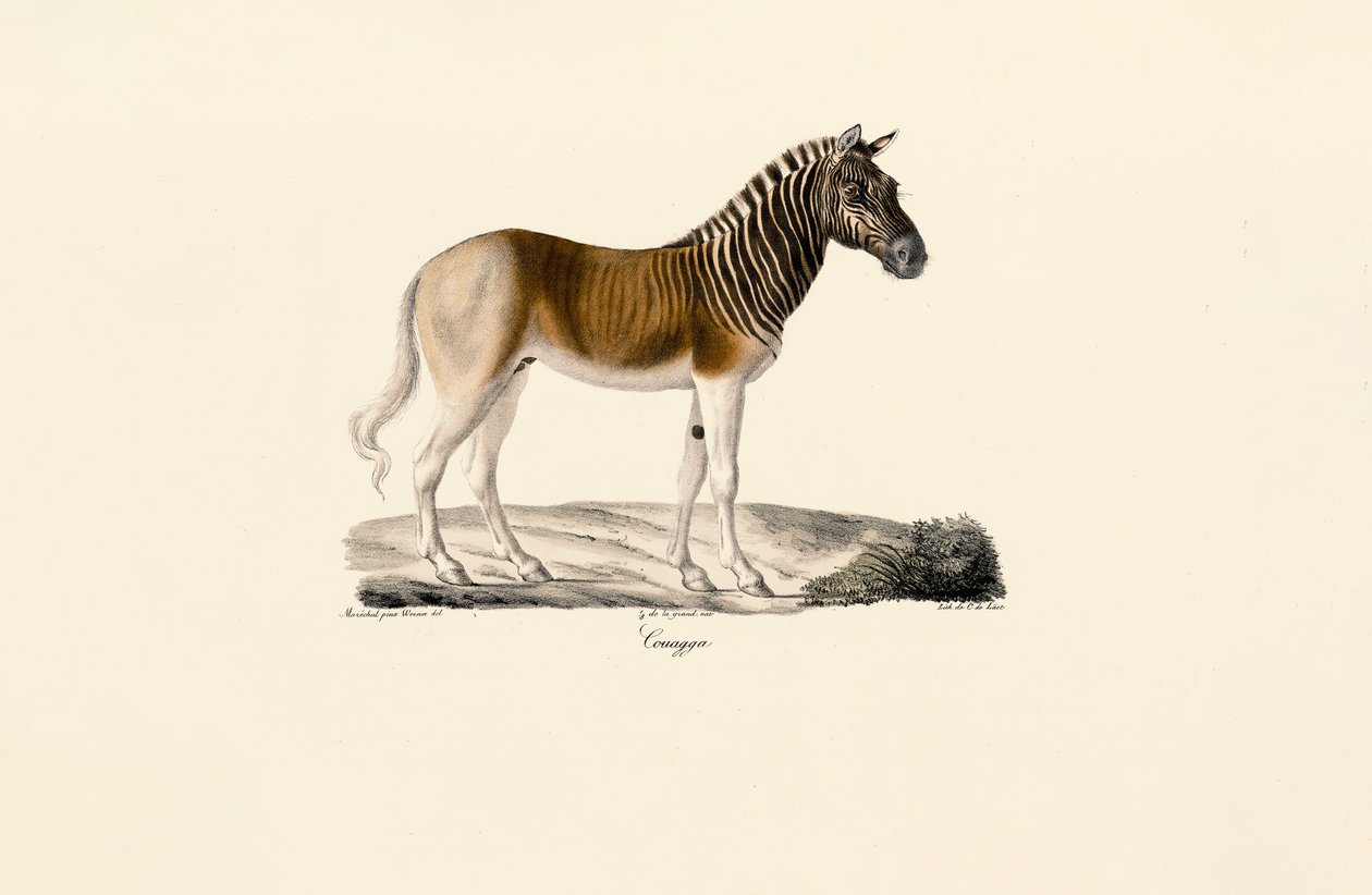 Quagga von Jacques Christophe Werner