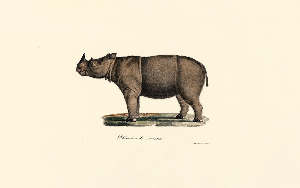 Sumatra-Nashorn von Jacques Christophe Werner