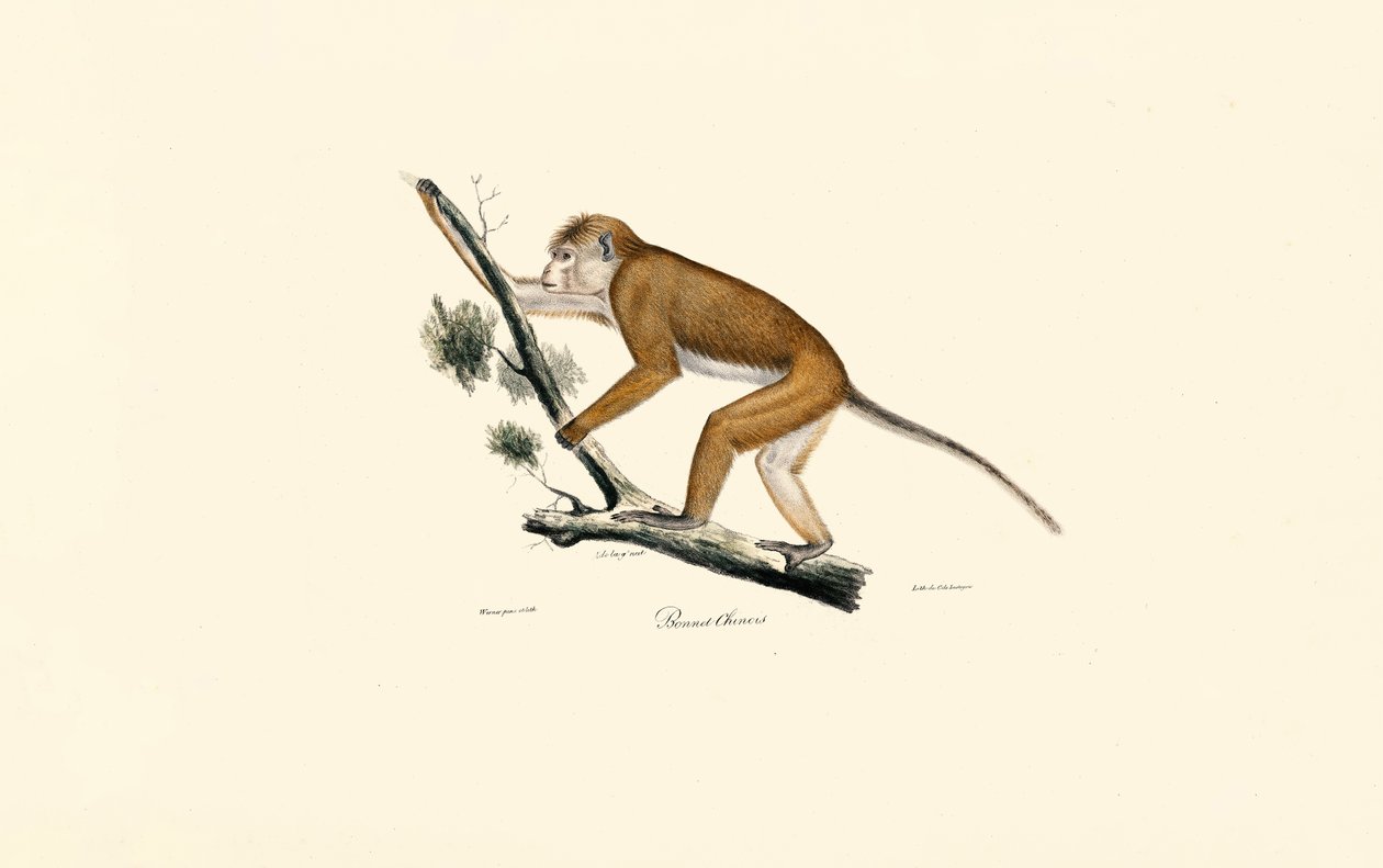 Tibetmakak von Jacques Christophe Werner