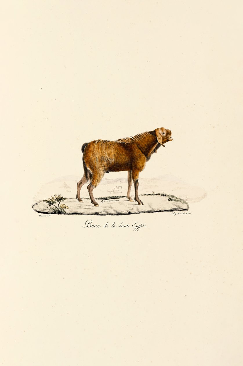 Oberägyptischer Ziegenbock von Jacques Christophe Werner