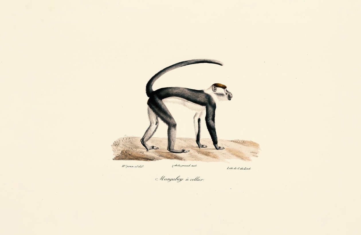 Weißnackenmangabe (Cercocebus torquatus) von Jacques Christophe Werner