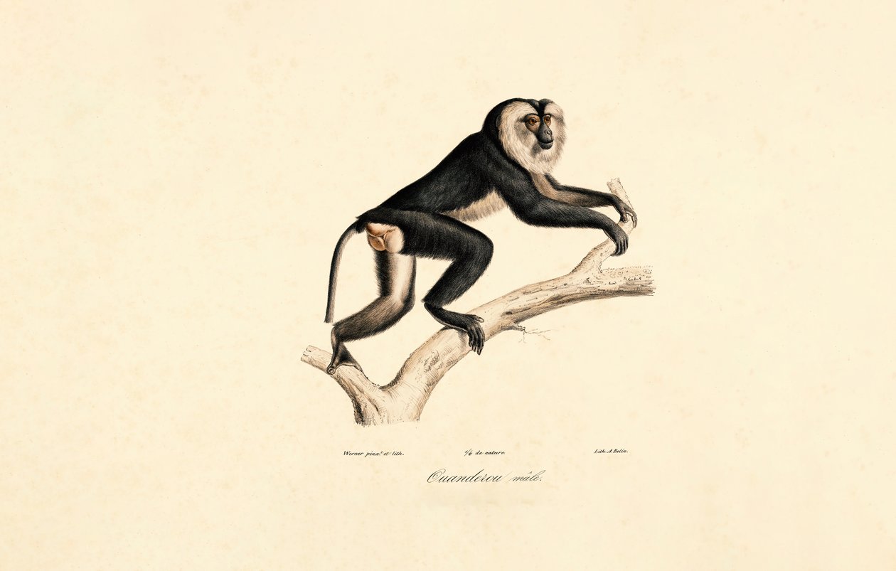 Weißkragenmangabe (Männlich) von Jacques Christophe Werner