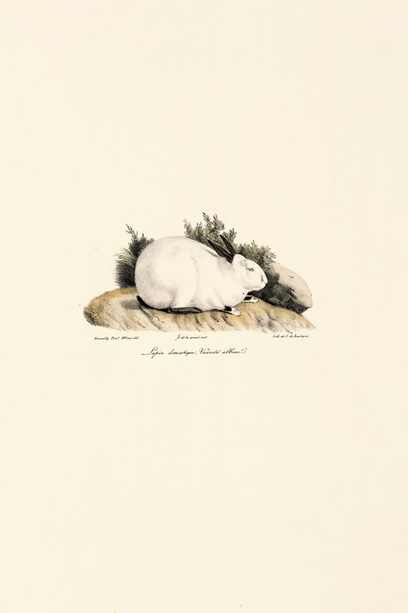 Weißes Kaninchen (Lepus domesticus) von Jacques Christophe Werner