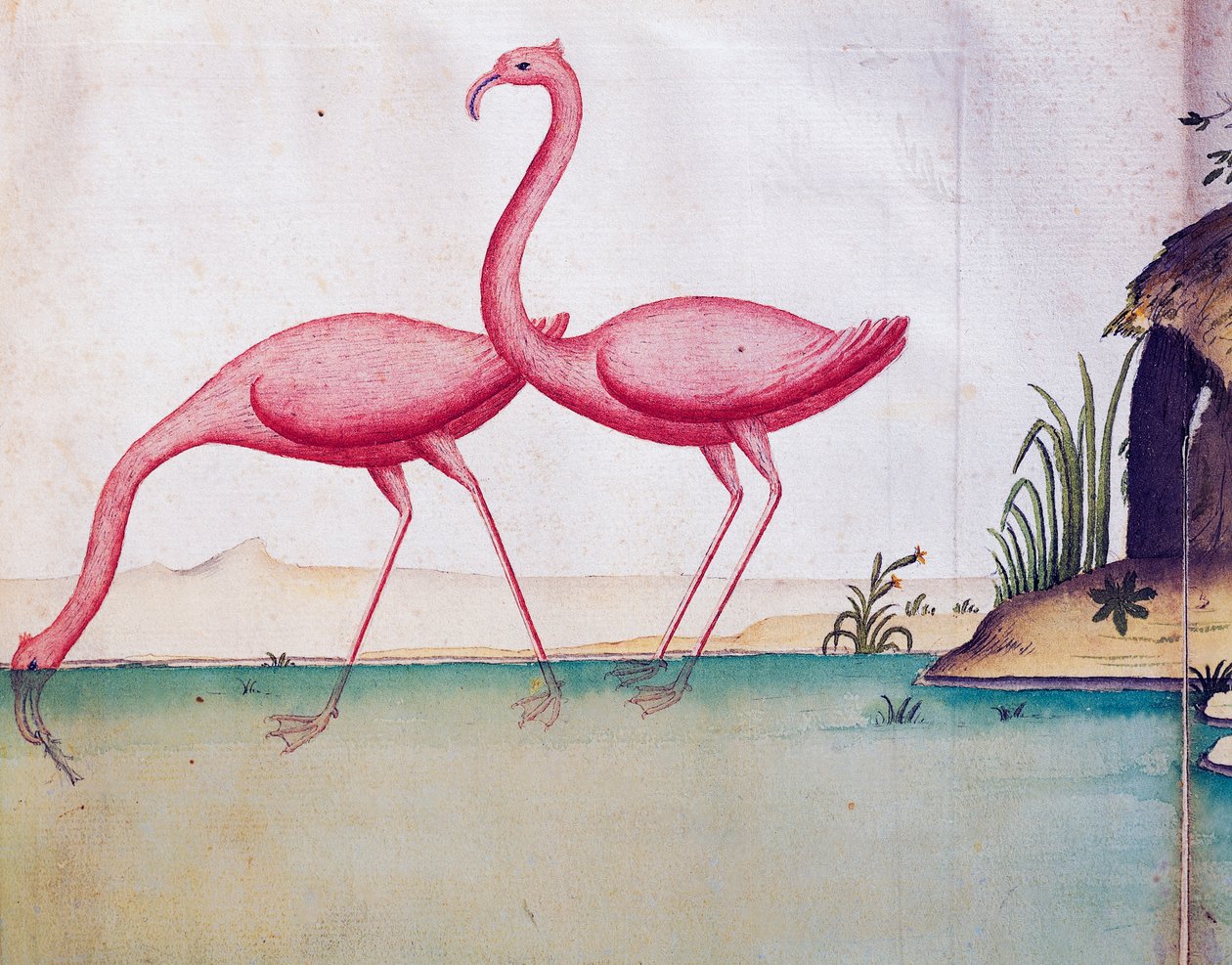 Rosa Flamingos, Galapagos-Inseln, Aquarell aus dem Logbuch von Jacques Gouin de Beauchesne (1652-1730), Kapitän der Compagnie royale de la Mer du Sud, von 1698 bis 1701, Frankreich von Jacques Gouin de Beauchesne