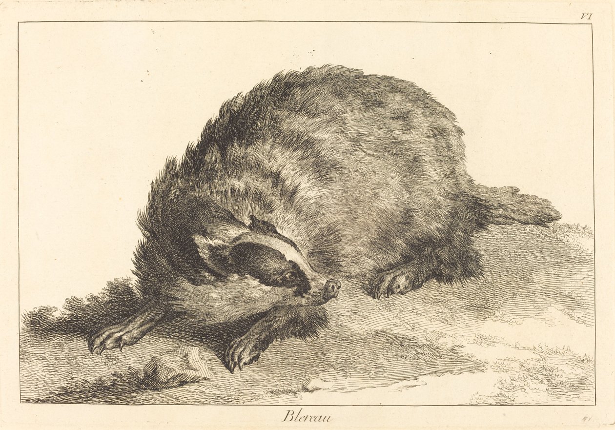 Blereau (Dachs) von Jacques Philippe Le Bas and Jean Eric Rehn after Jean Baptiste Oudry