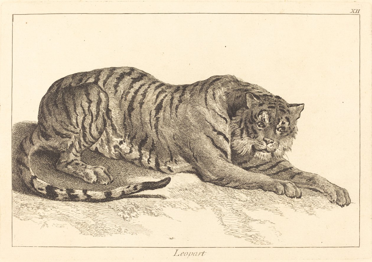 Leopard oder Tiger von Jacques Philippe Le Bas and Jean Eric Rehn after Jean Baptiste Oudry