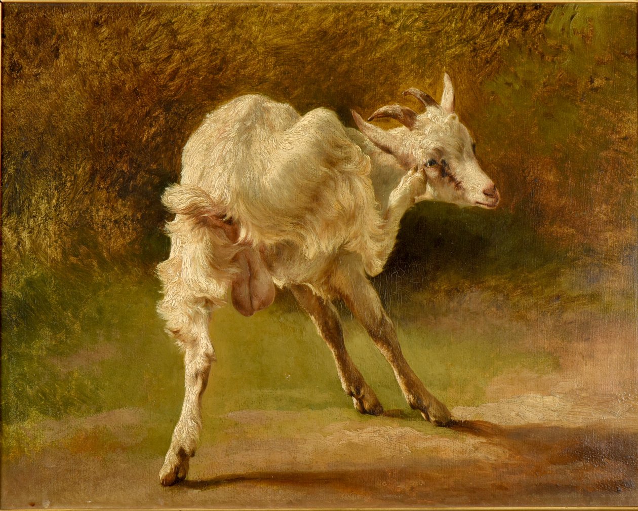 Weißer Ziegenbock kratzt sich am Kopf von Jacques Raymond Brascassat