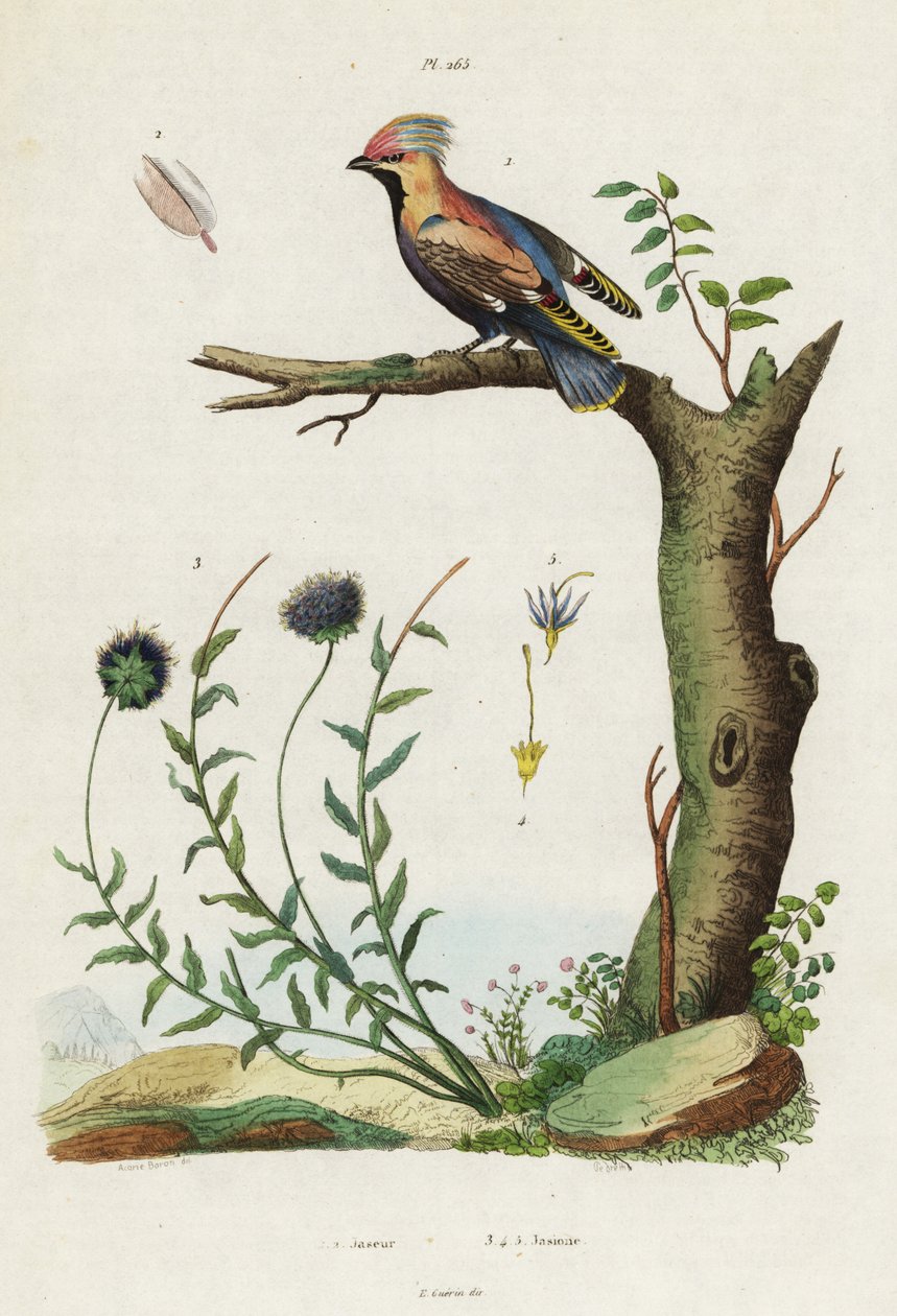 Seidenschwanz und Schafgarbe von Jacques Reyne Isidore Acarie Baron