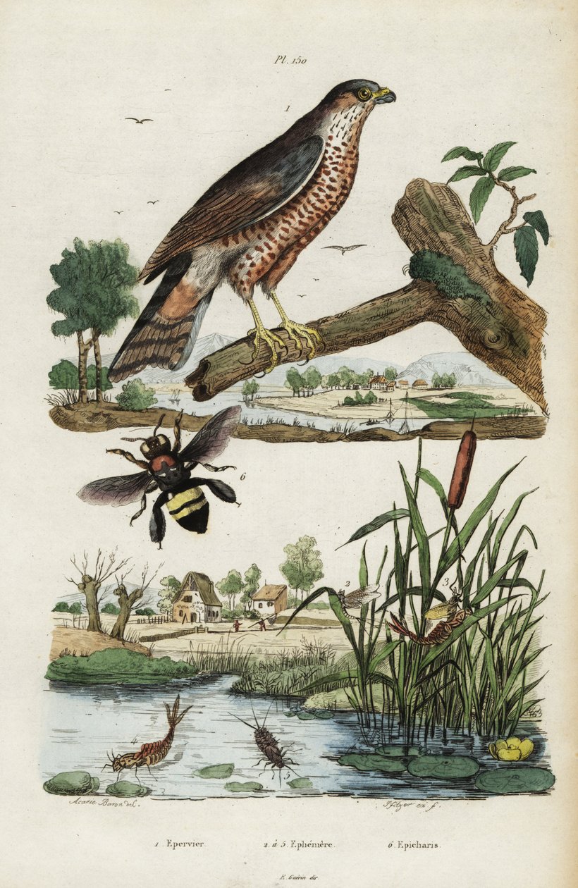 Sperber, Eintagsfliege und Biene, 1834-1839 (Gravur) von Jacques Reyne Isidore Acarie Baron
