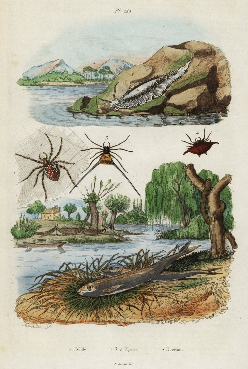 Meeresnacktschnecke, Gartenspinne und Europäische Stint (Stich) von Jacques Reyne Isidore Acarie Baron