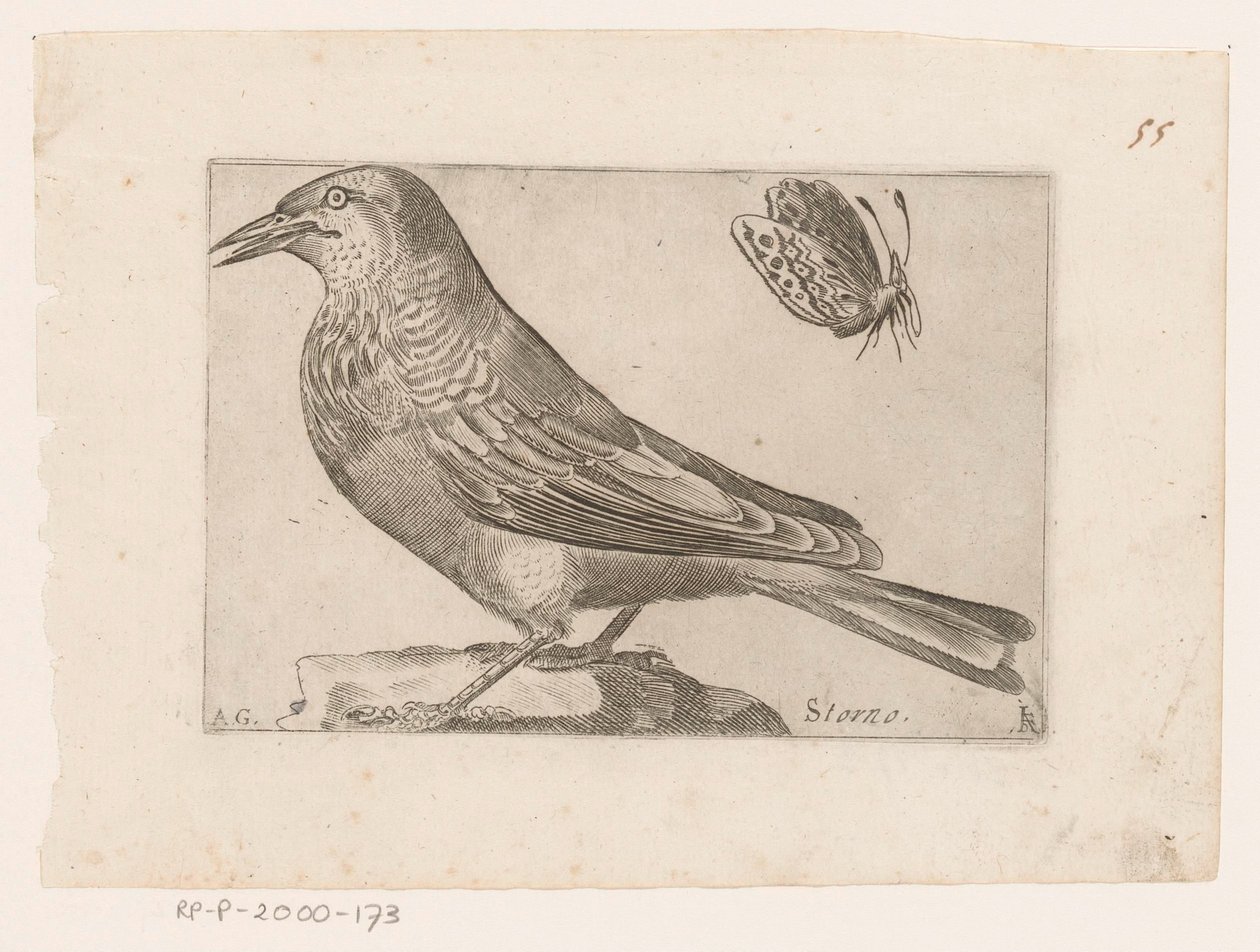 Star (Sturnus vulgaris) von Jacques de Fornazeris