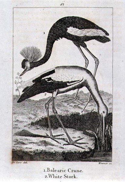 Der Balearenkranich und der Weißstorch, aus 