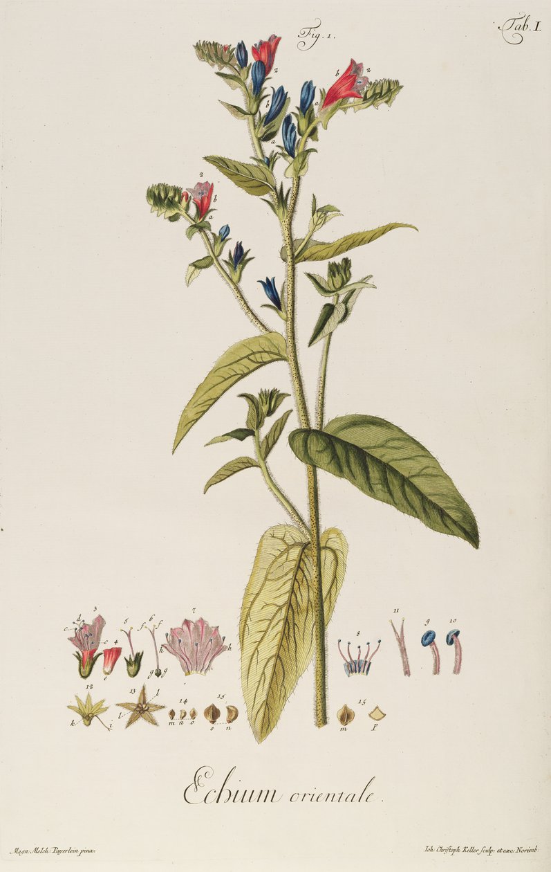 Echium: Orientale aus "Icones Plantarum", ca. 1763 von Jakob Christoph Keller