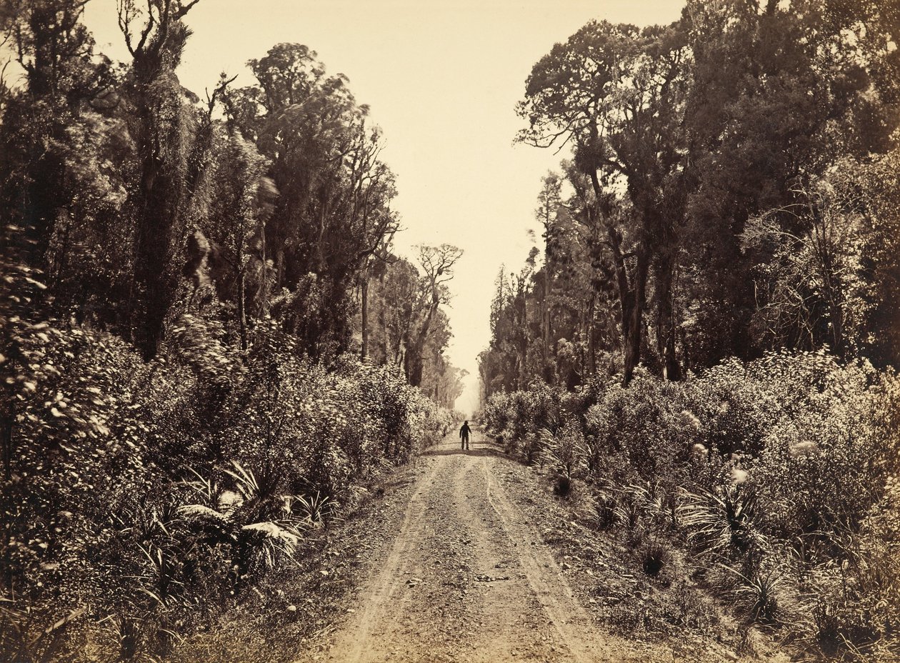 Five Mile Avenue, Forty Mile Bush von James Bragge